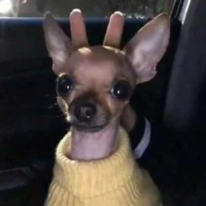 Amador Caseiro Real 4K